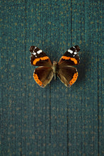 Load image into Gallery viewer, Fransisco Abstract Dots Wallpaper