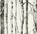Winter Birch - Greystone