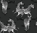 Playful Zebras - Pavestone
