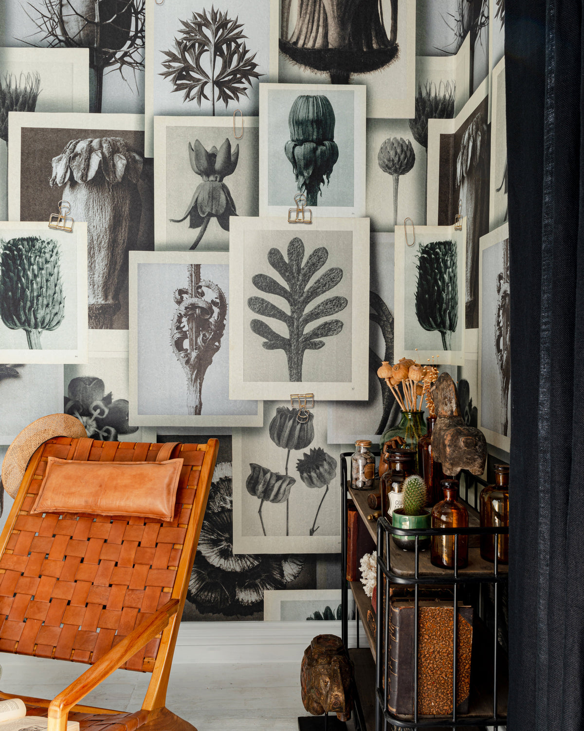 BLOSSFELDT'S ART FORMS WALLPAPER