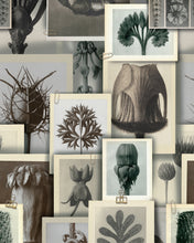 Load image into Gallery viewer, BLOSSFELDT'S ART FORMS WALLPAPER