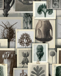 BLOSSFELDT'S ART FORMS WALLPAPER