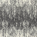 Birches Wallpaper
