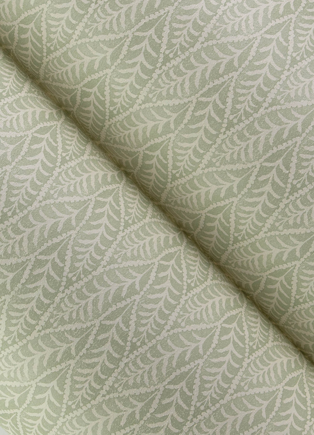 Coleus