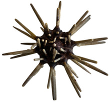 Load image into Gallery viewer, Natural sea urchin
