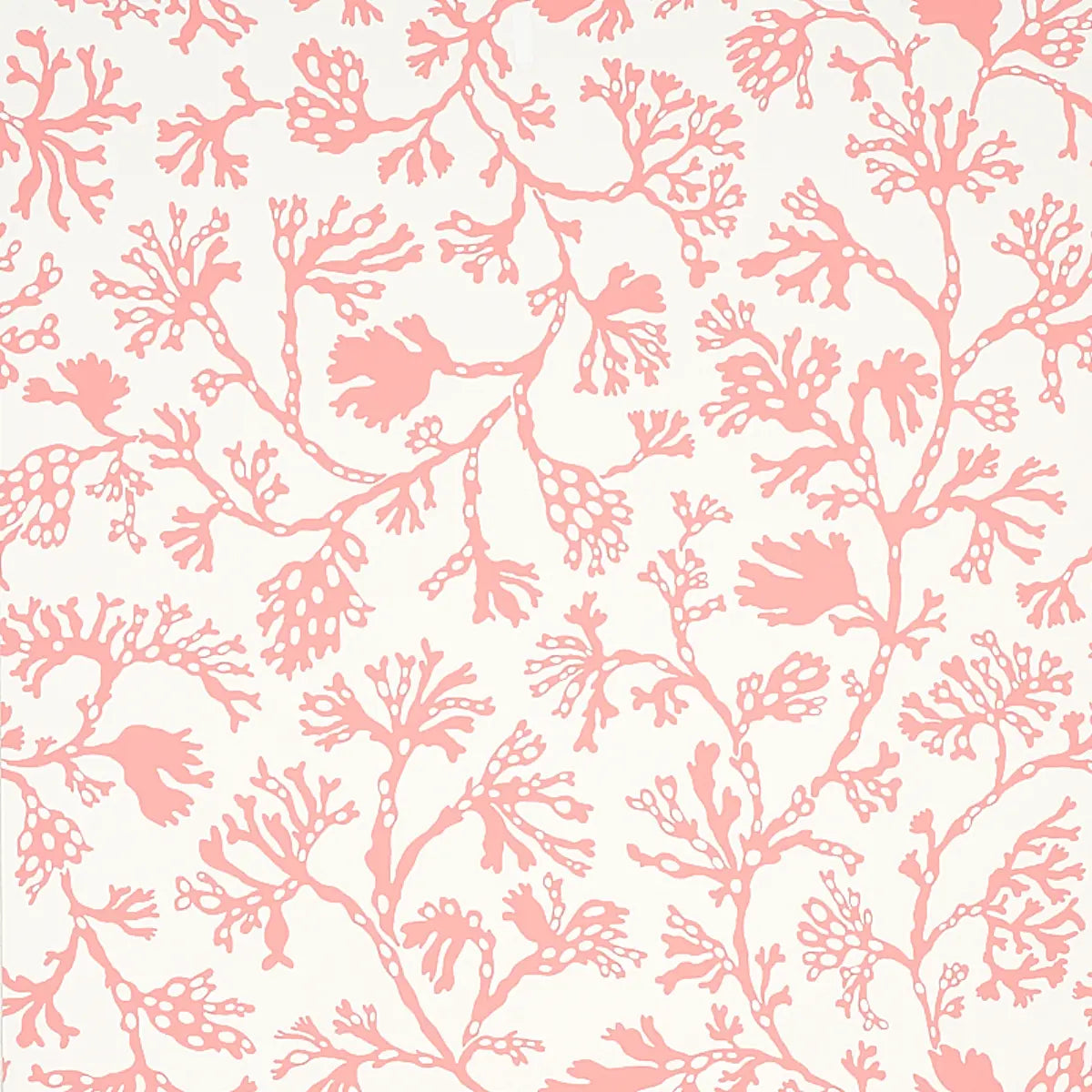 Anthoza Wallpaper - Coral