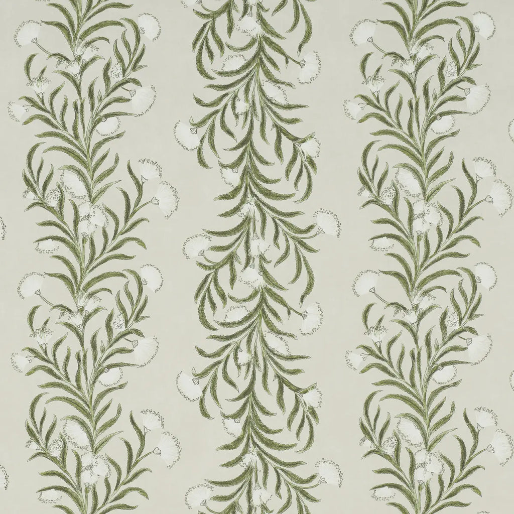 Tasmanian Mimosa Wallpaper