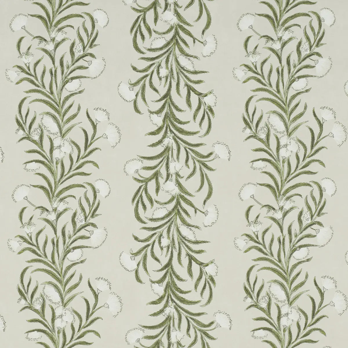 Tasmanian Mimosa Wallpaper