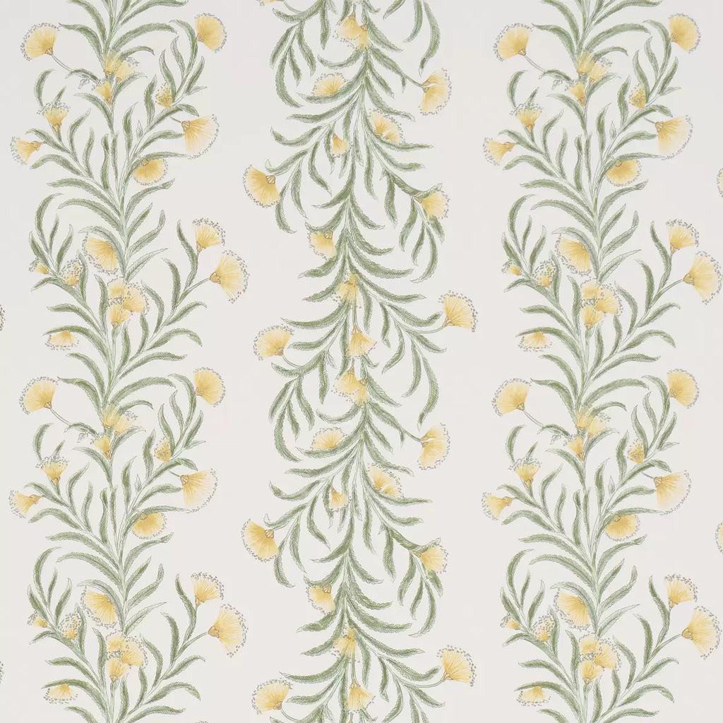 Tasmanian Mimosa Wallpaper - Marigold
