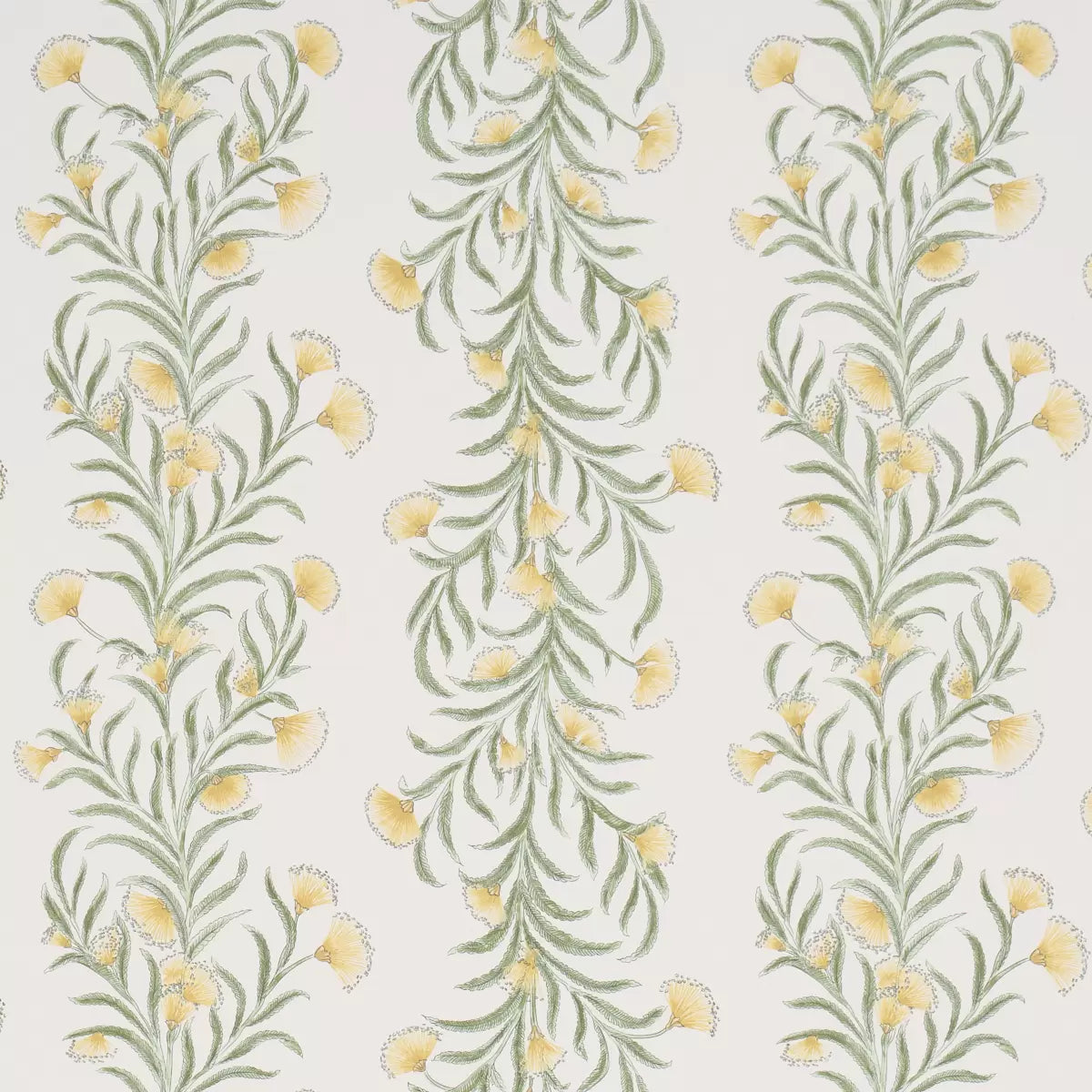 Tasmanian Mimosa Wallpaper - Marigold