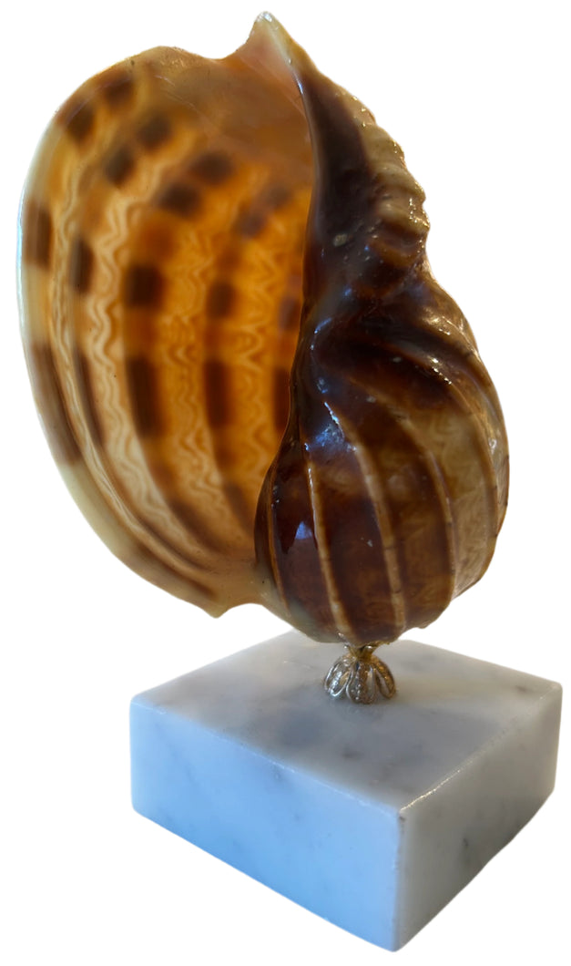 Shell on stand