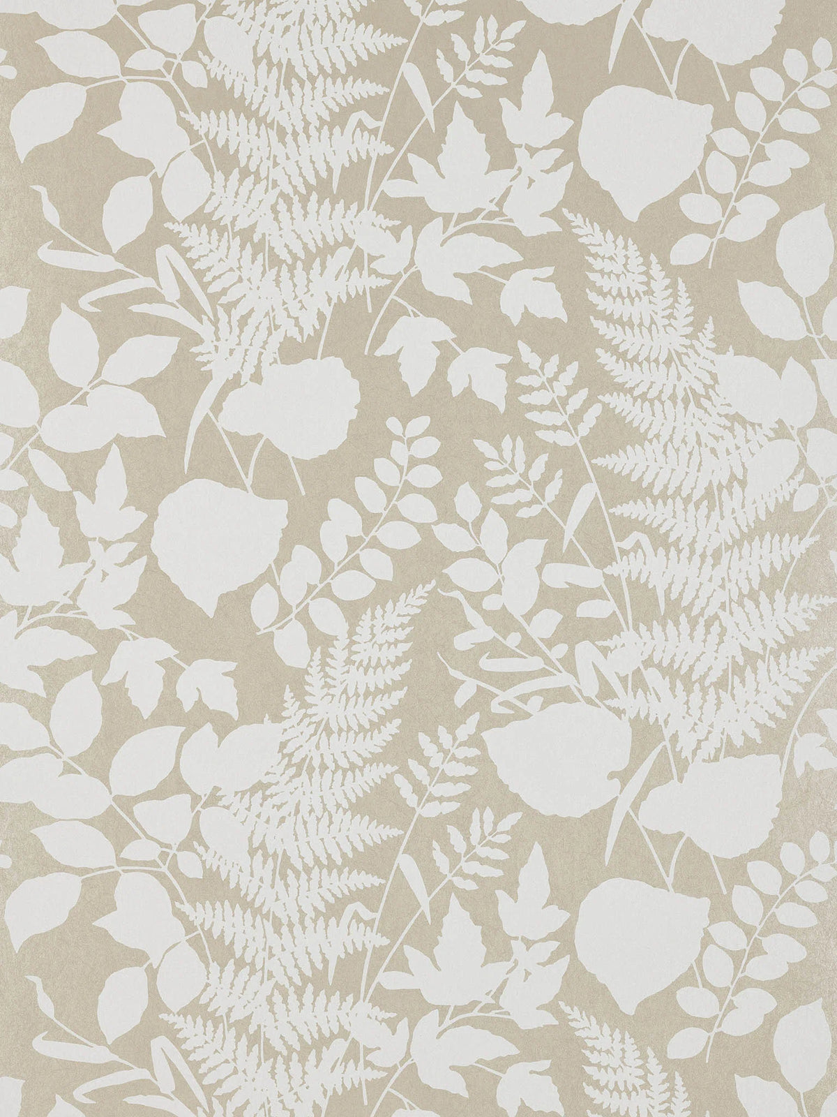 Les fougeres wallpaper in Champagne