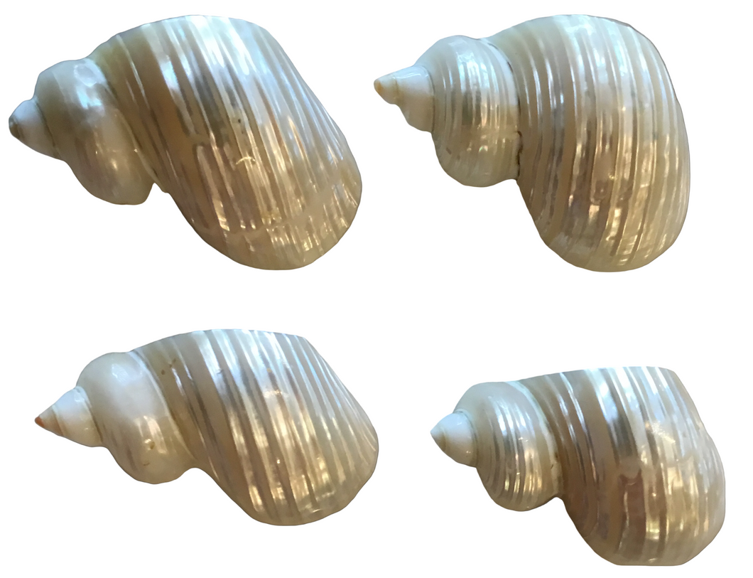 pearlized silver turbo napkin rings- set of 4