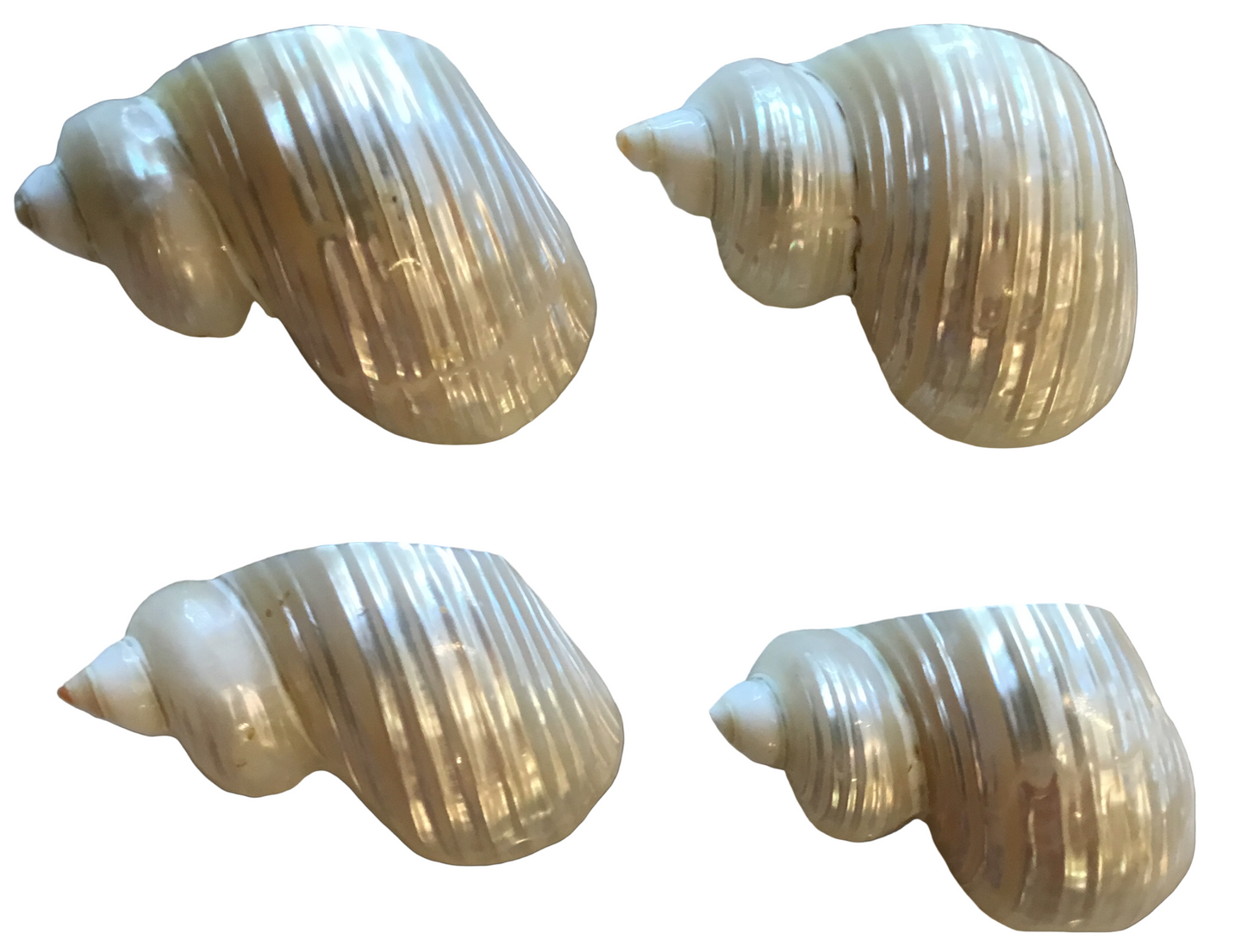 pearlized silver turbo napkin rings- set of 4