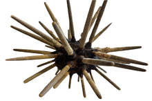 Load image into Gallery viewer, Natural sea urchin