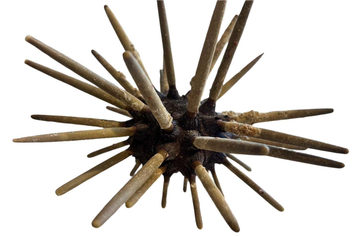 Natural sea urchin