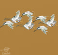 FLYING CRANES