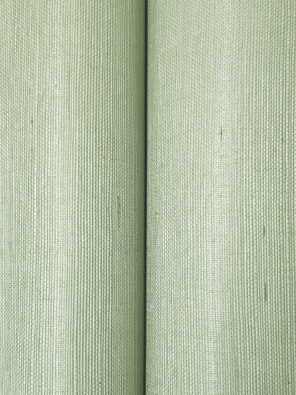 Maguey Sisal