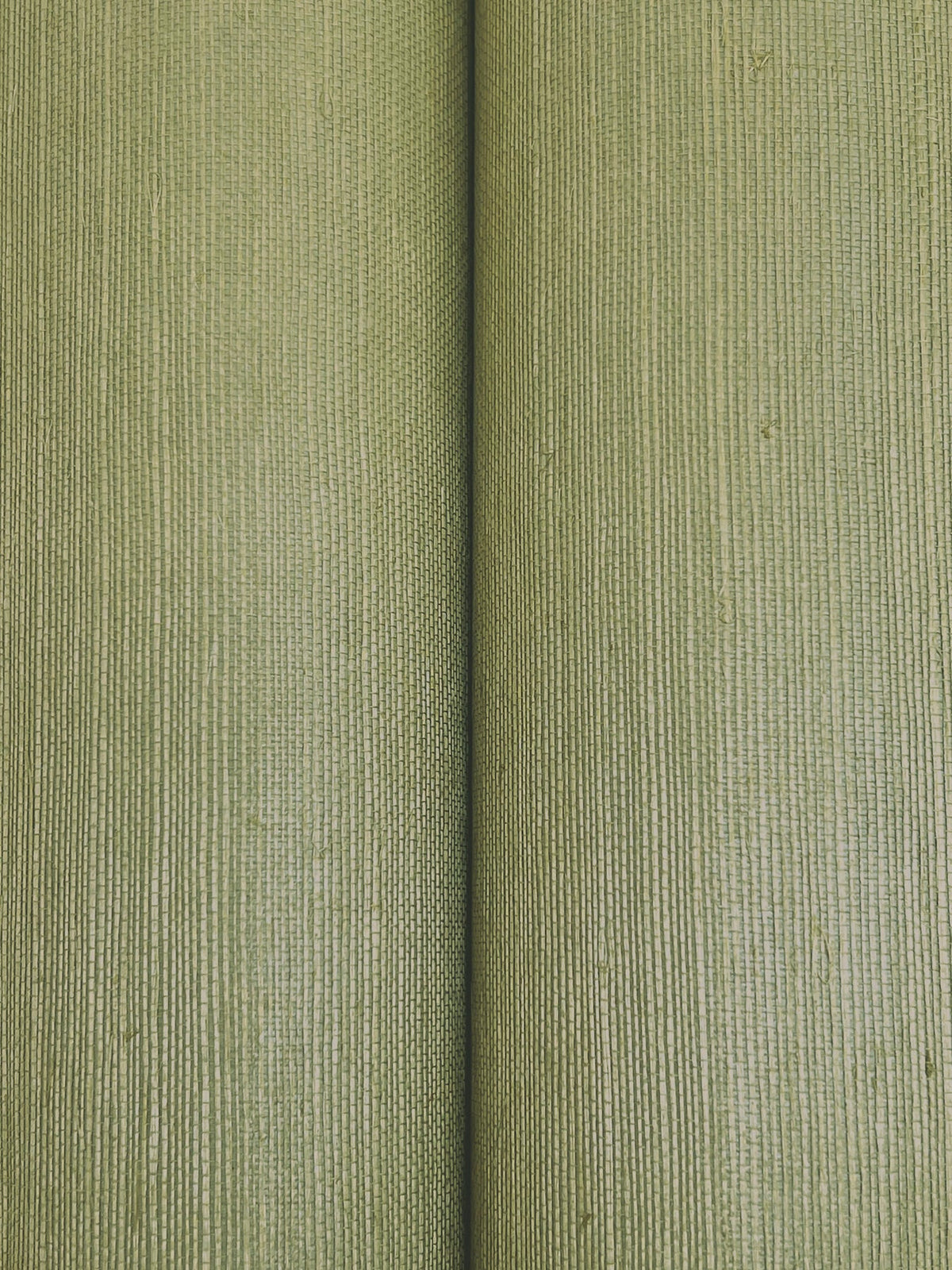 Maguey Sisal