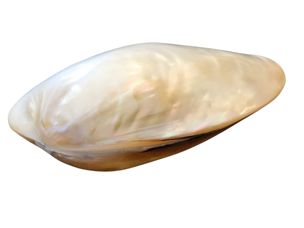 polished clam shells #4