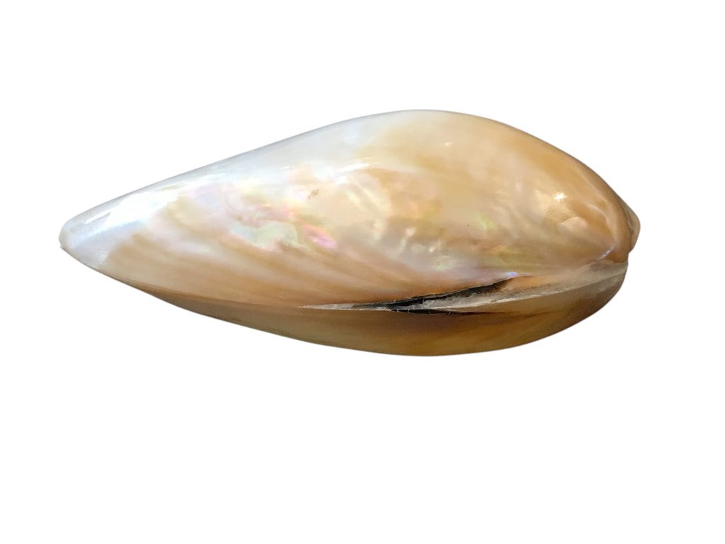 polished clam shells #4