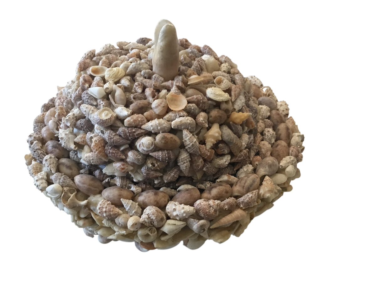 sea shell bowl with lid
