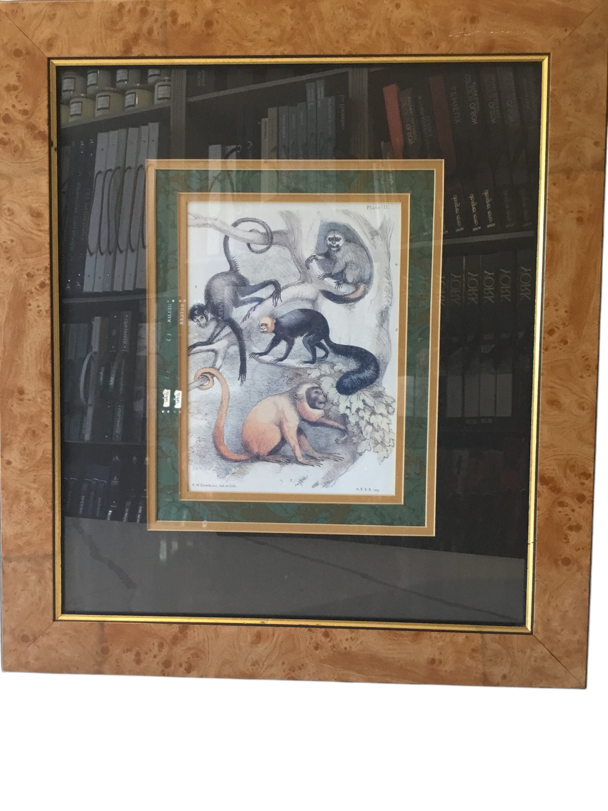 print of monkeys