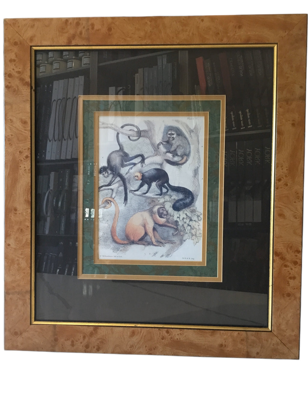 print of monkeys
