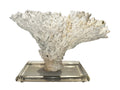 natural coral on acrylic base