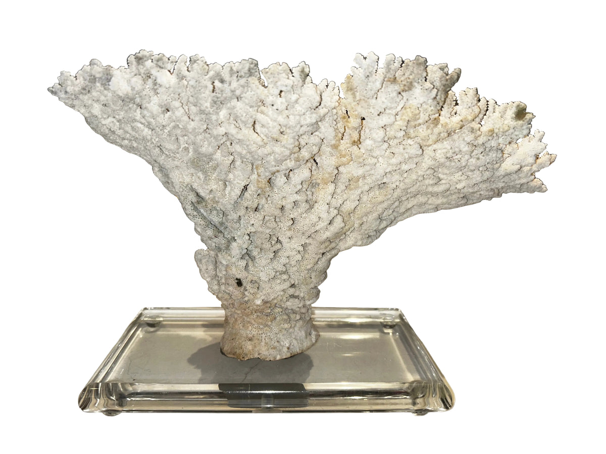 natural coral on acrylic base