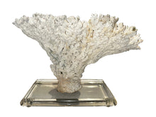 Load image into Gallery viewer, natural coral on acrylic base