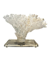 Load image into Gallery viewer, natural coral on acrylic base