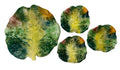 italian cabbage leaves bowls