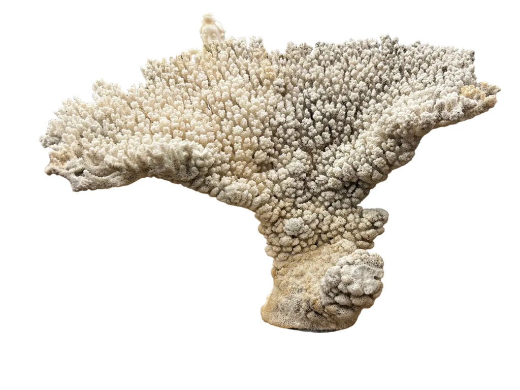 natural coral on acrylic base