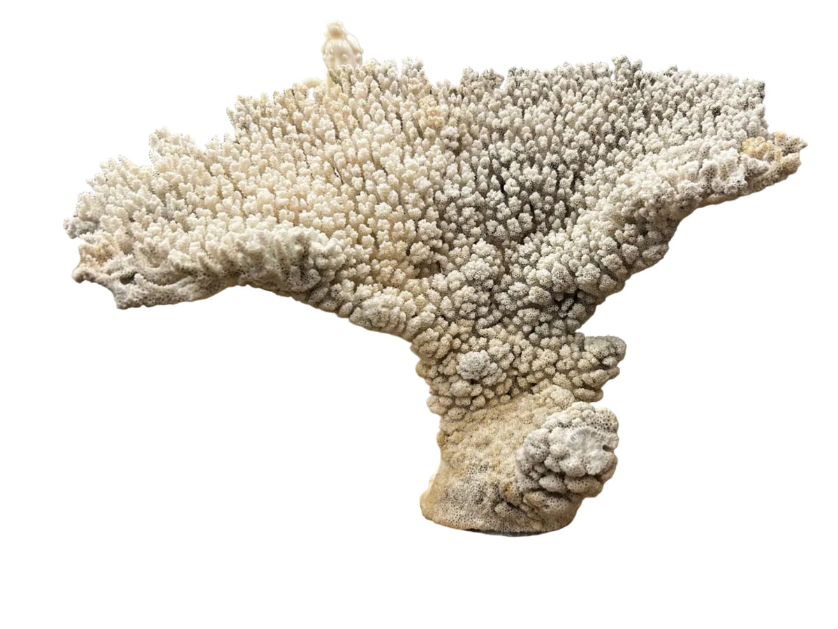 natural coral on acrylic base