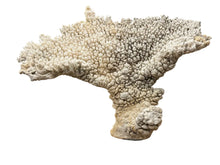 Load image into Gallery viewer, natural coral on acrylic base