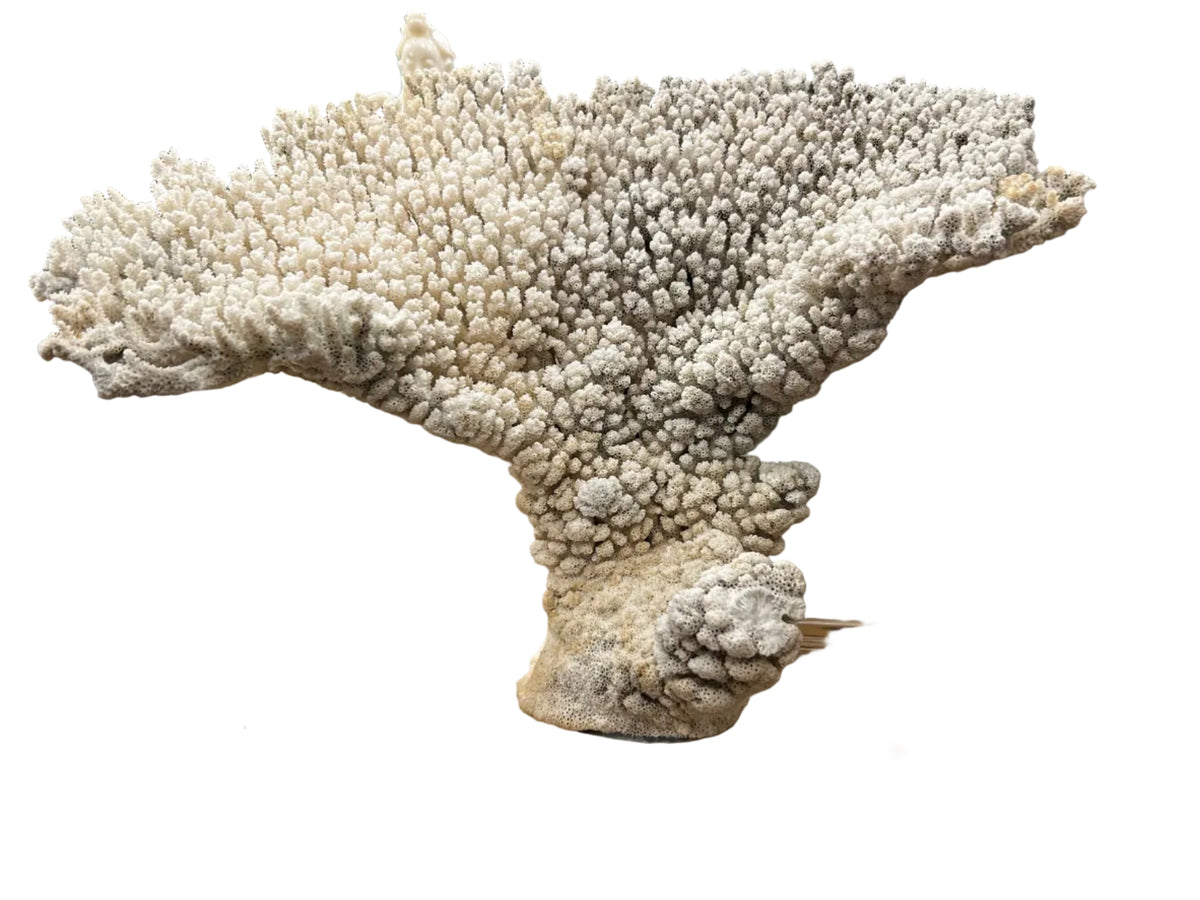 natural coral on acrylic base
