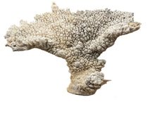Load image into Gallery viewer, natural coral on acrylic base