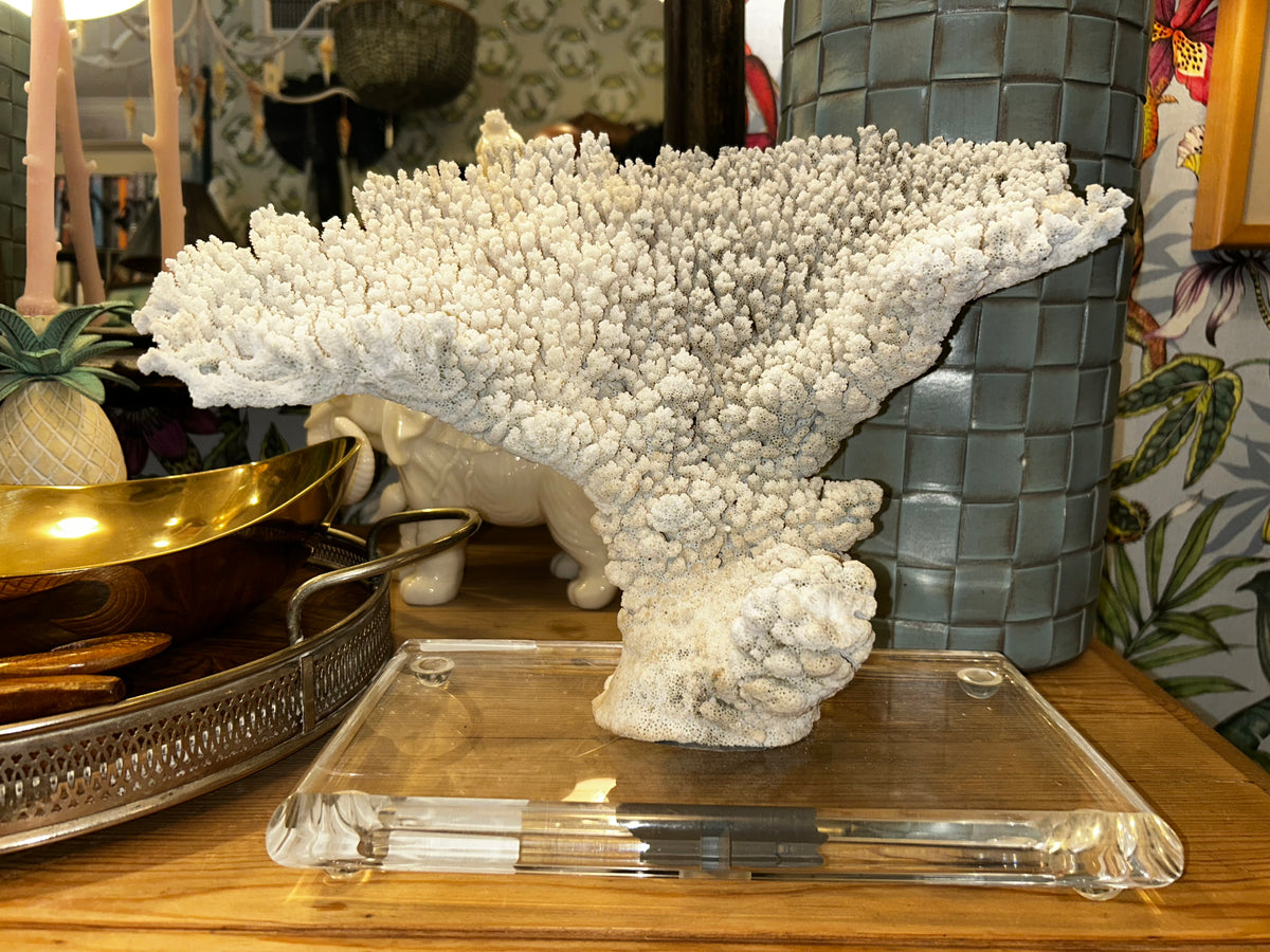 natural coral on acrylic base