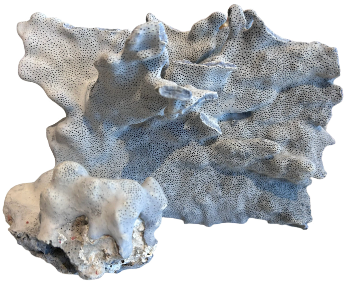 natural blue coral