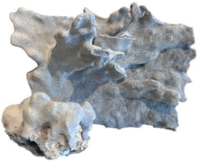 Load image into Gallery viewer, natural blue coral