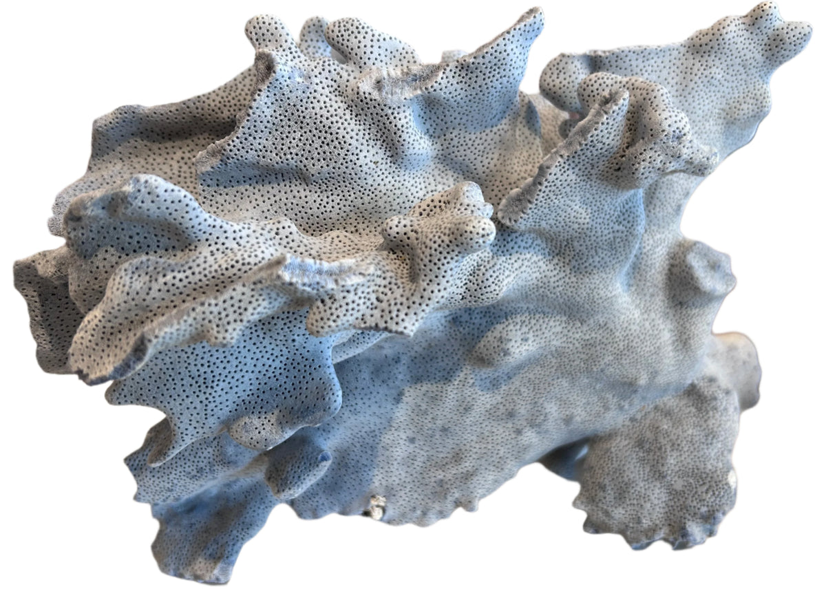 natural blue coral