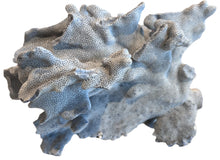 Load image into Gallery viewer, natural blue coral