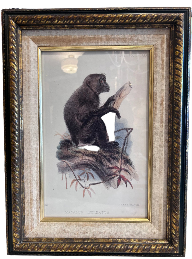 framed monkey art