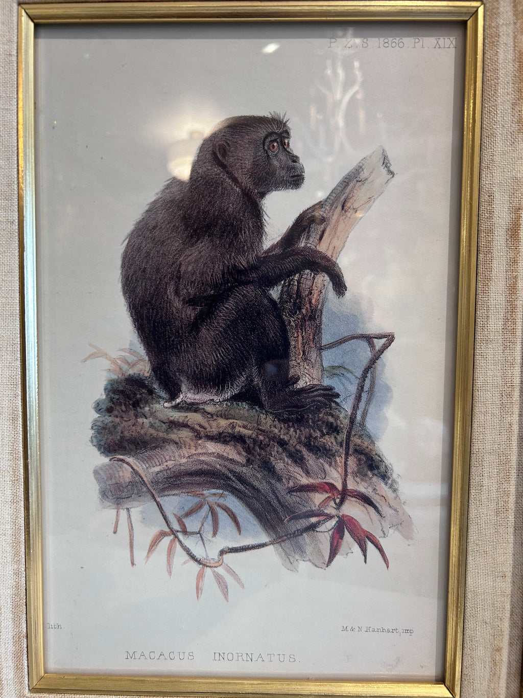 framed monkey art