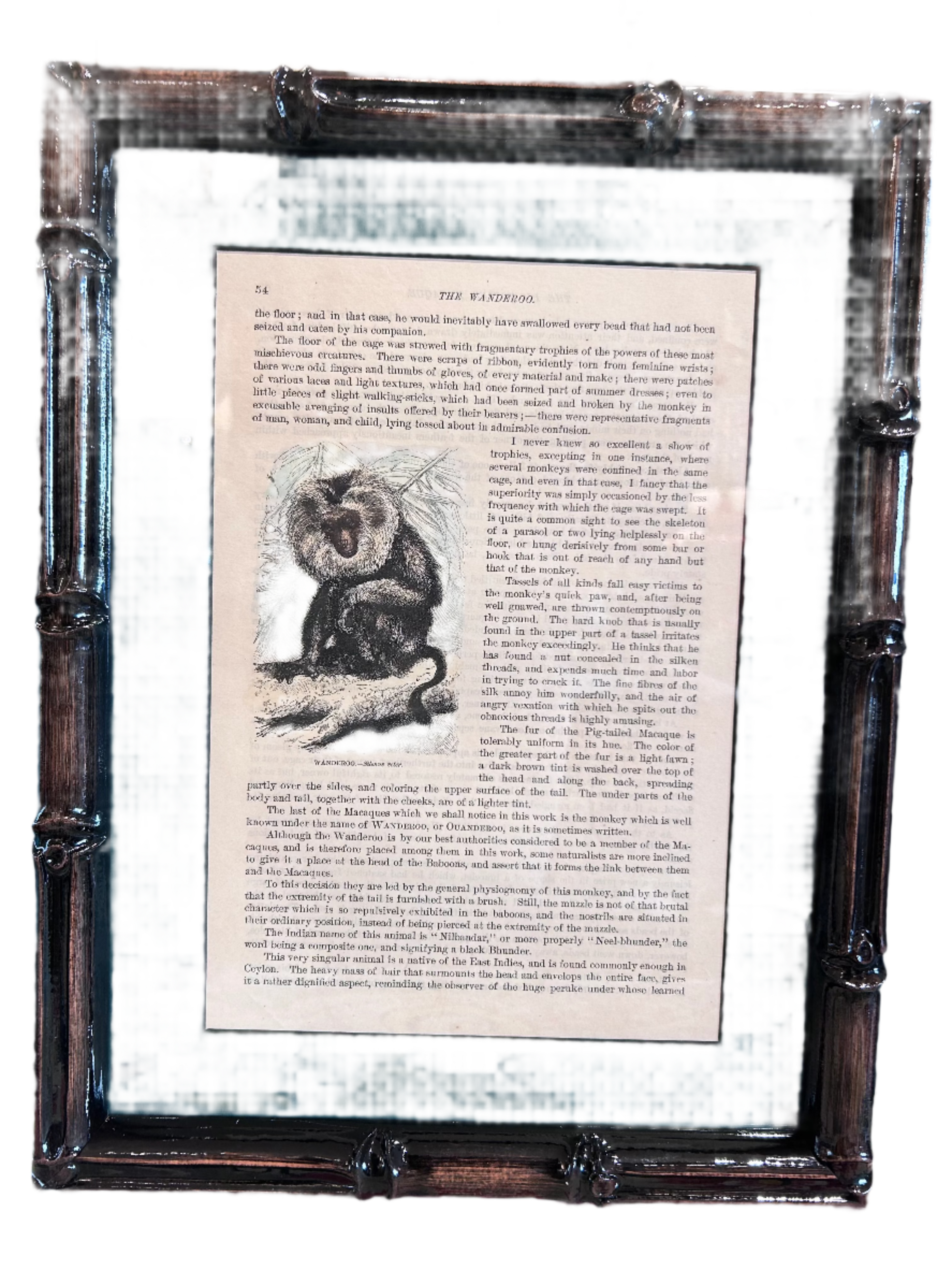 framed monkey prints - set of 6