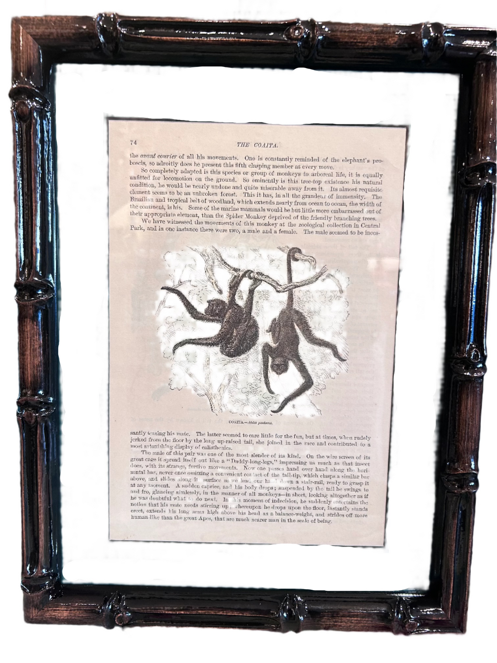 framed monkey prints - set of 6