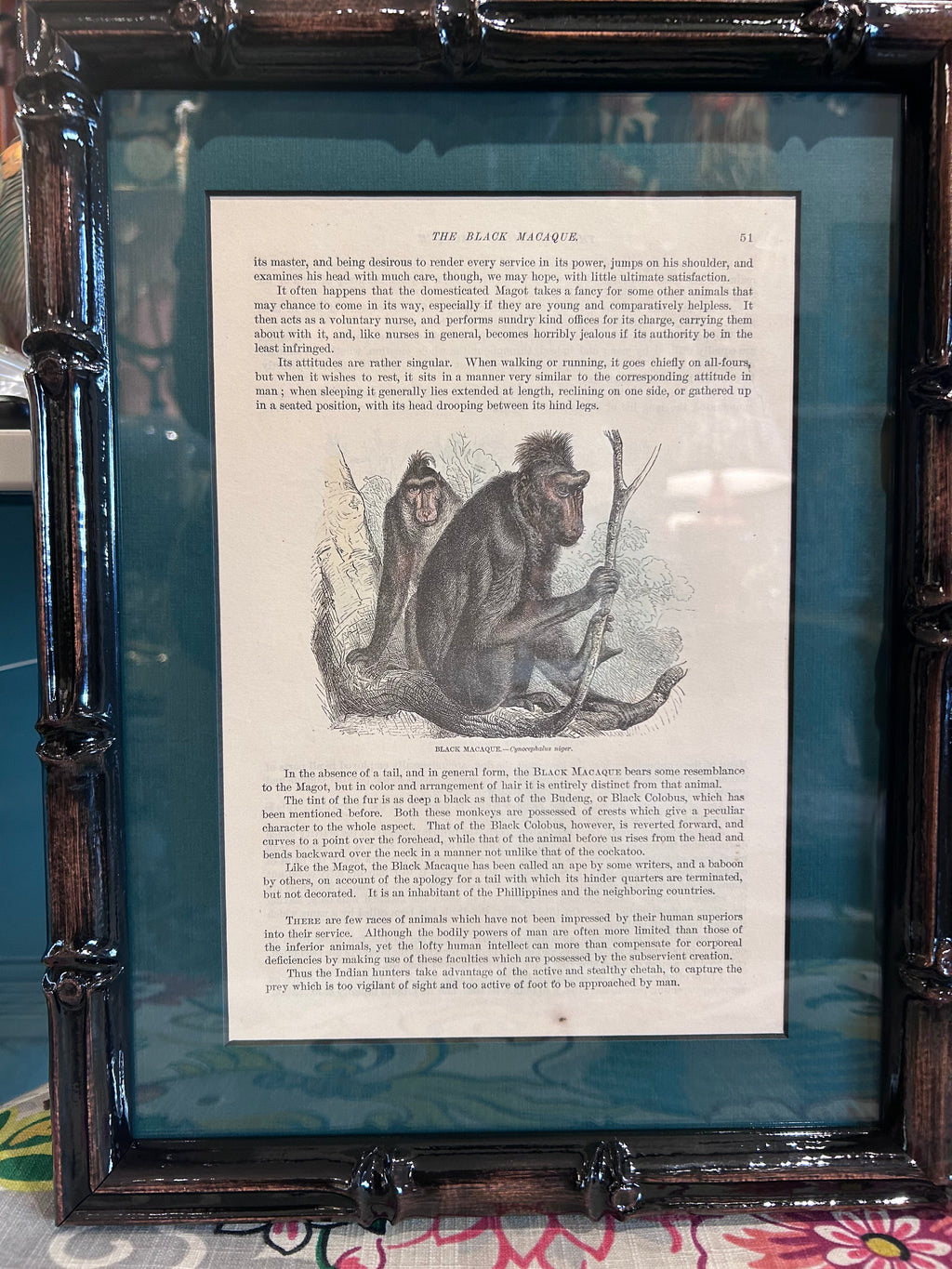 framed monkey prints - set of 6