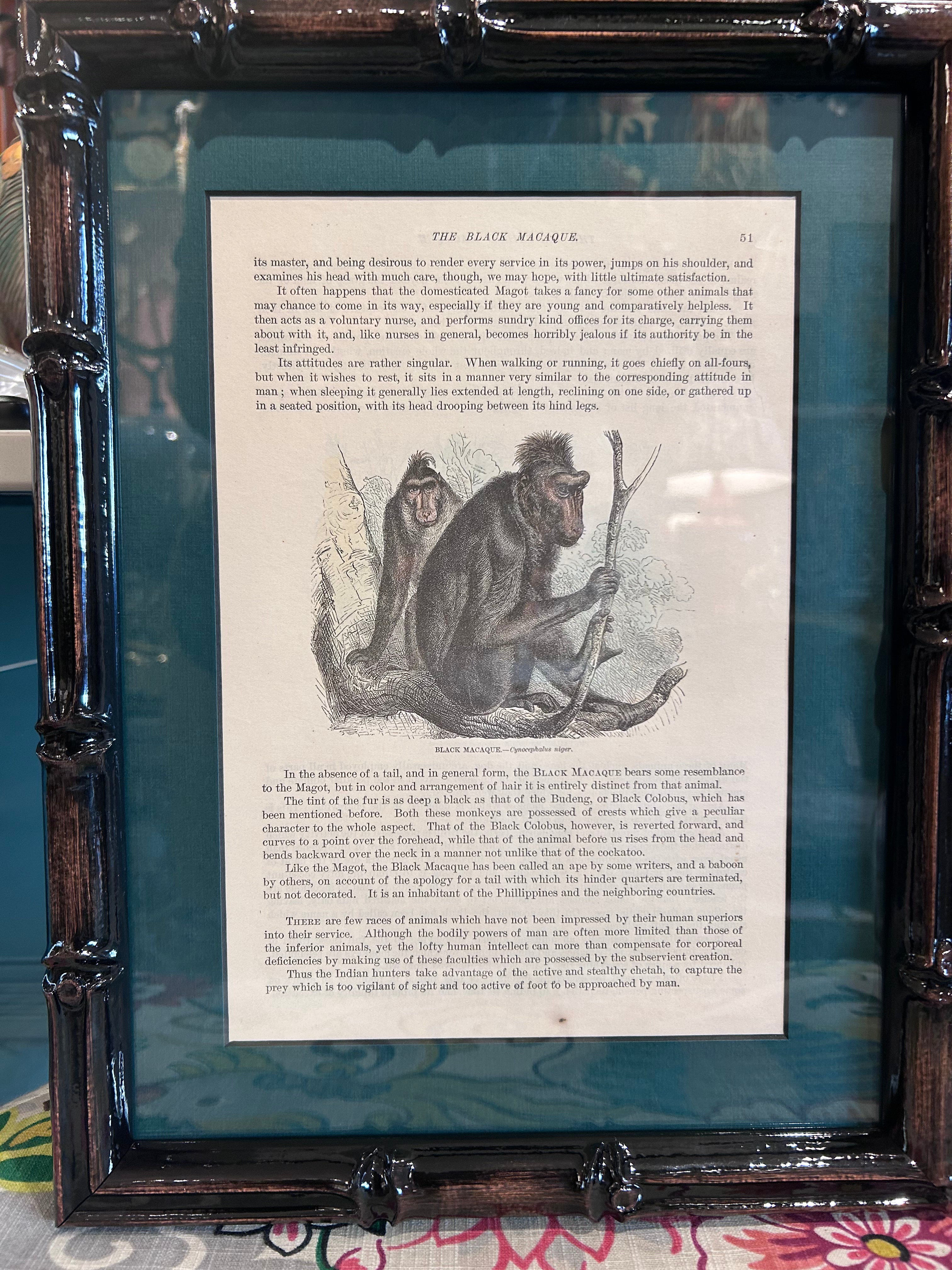 framed monkey prints - set of 6