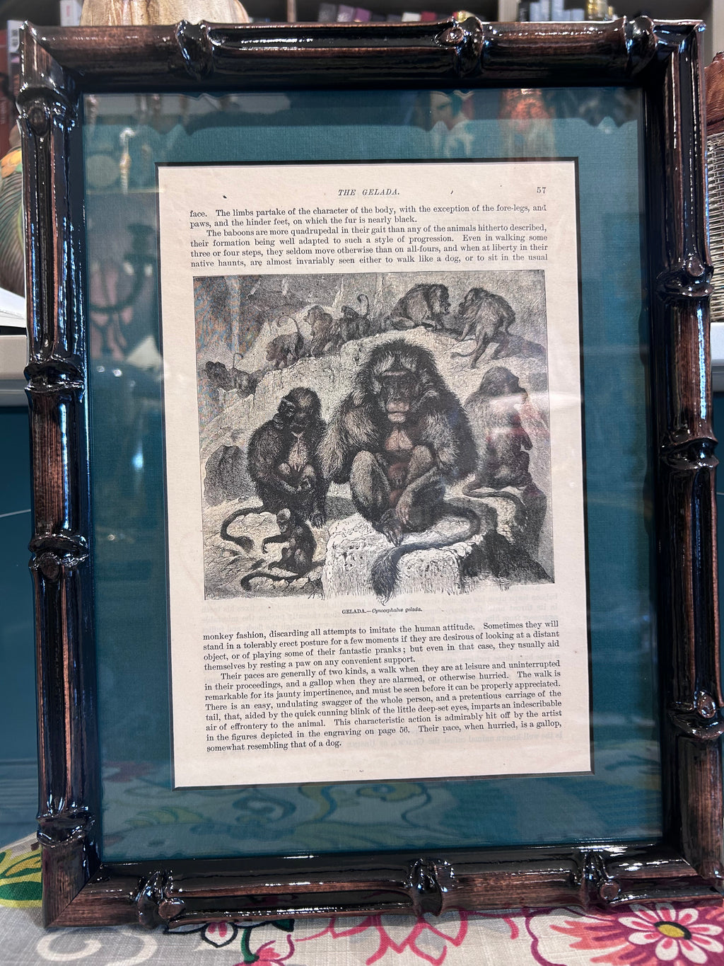 framed monkey prints - set of 6